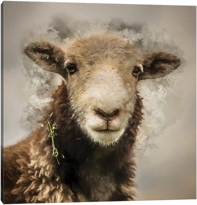 Herdwick Canvas Art Print - Sheep Art