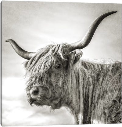 Hesitate Canvas Art Print - Highland Cow Art