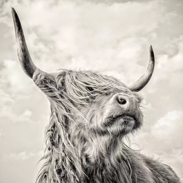 Large Photography - Canvas Prints: Magnificence I by Mark Gemmell