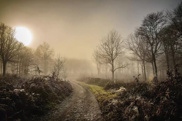 Large Scenic & Landscape Art - Canvas Prints: Misty Morning by Mark Gemmell