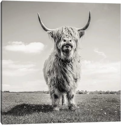 Pose Canvas Art Print - Highland Cow Art