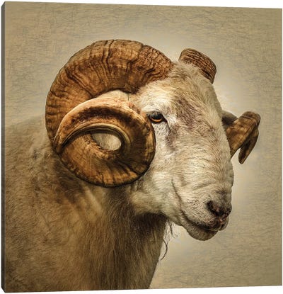 Ram Canvas Art Print - Rams