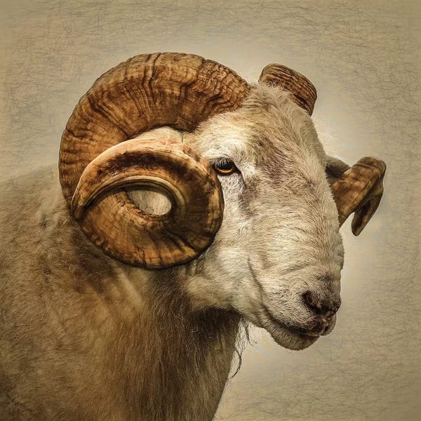 Rams: Ram by Mark Gemmell
