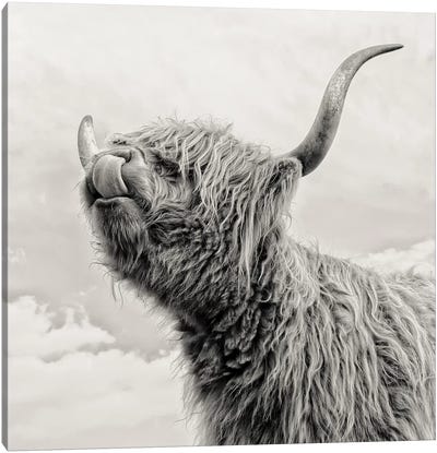 Spring Air I Canvas Art Print - Highland Cow Art