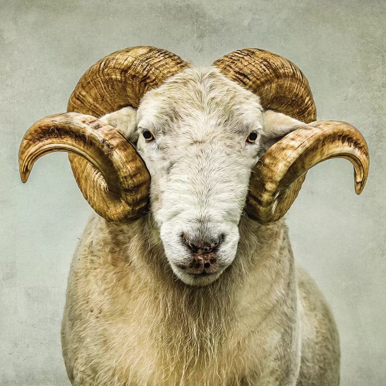 Stare by Mark Gemmell wall art