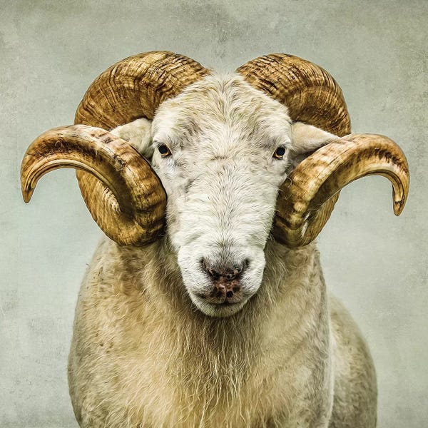 Goats: Stare by Mark Gemmell