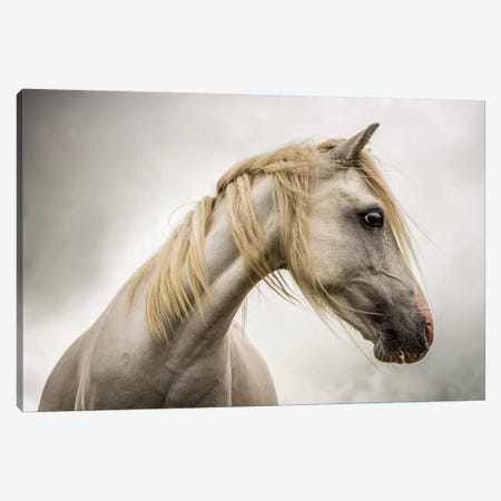 White Horse Canvas Print #MGM25} by Mark Gemmell Canvas Print