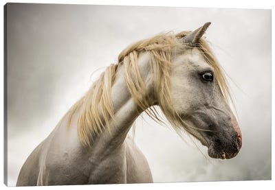 White Horse Canvas Art Print - Mark Gemmell