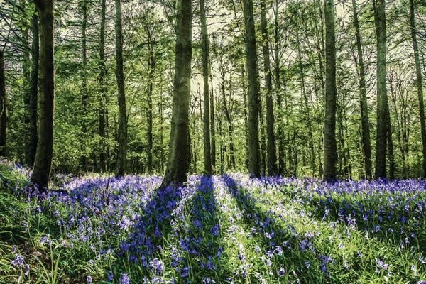 Gardens & Floral Landscapes: Bluebell Wood by Mark Gemmell