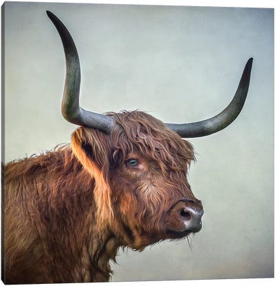 Blue Eyed Girl Canvas Art Print - Highland Cow Art