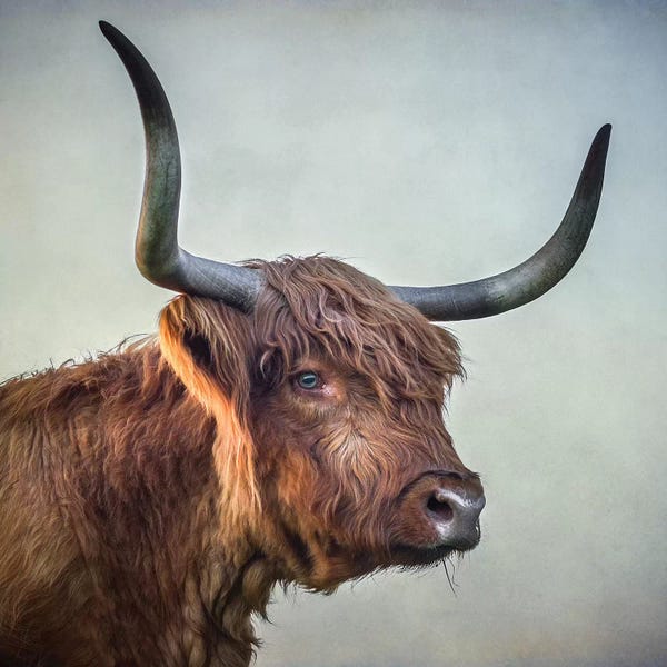 Modern Farmhouse Living Room: Blue Eyed Girl by Mark Gemmell