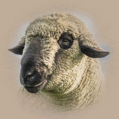 Hampshire Down Sheep by Mark Gemmell framed canvas print