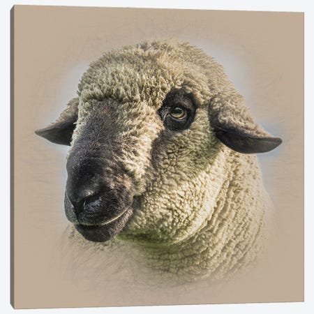 Hampshire Down Sheep Canvas Print #MGM30} by Mark Gemmell Art Print
