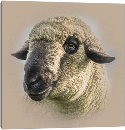 Hampshire Down Sheep Canvas Art Print