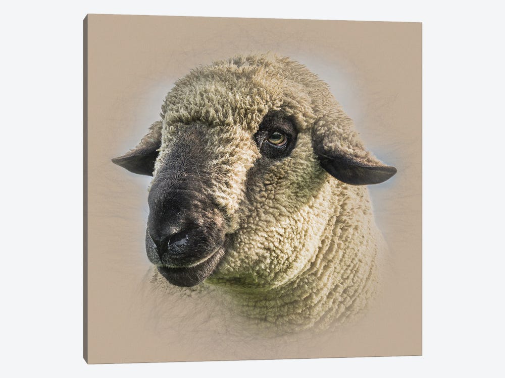 Hampshire Down Sheep by Mark Gemmell 1-piece Canvas Art Print