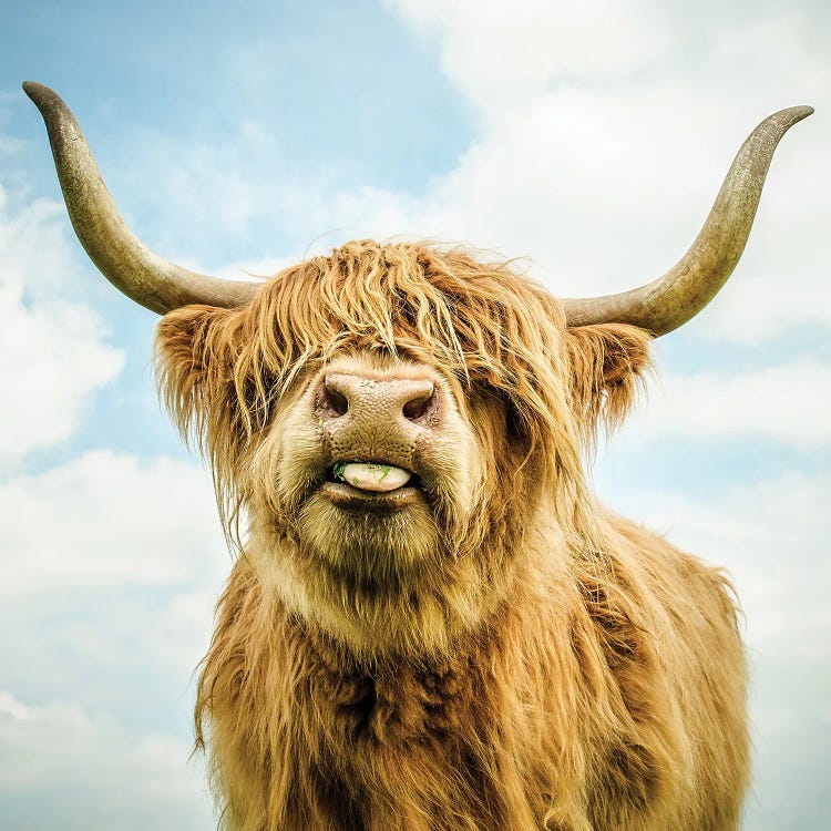 Highland Cow by Mark Gemmell wall art