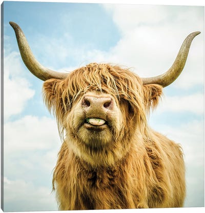 Highland Cow Canvas Art Print - Farm Animal Art