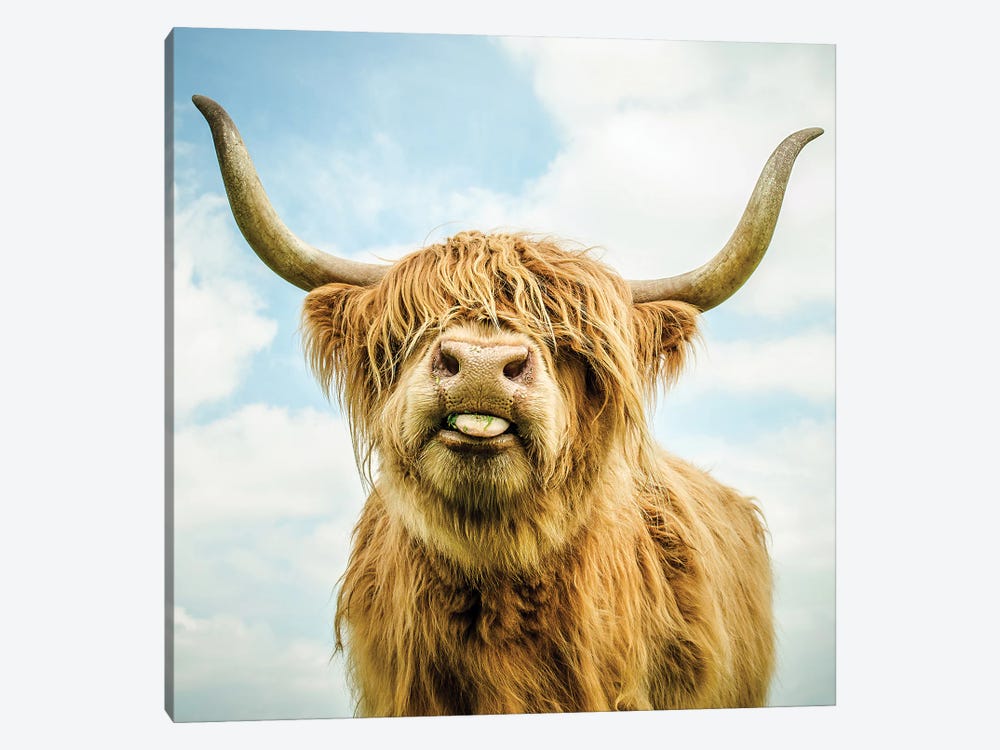 Highland Cow by Mark Gemmell 1-piece Canvas Wall Art
