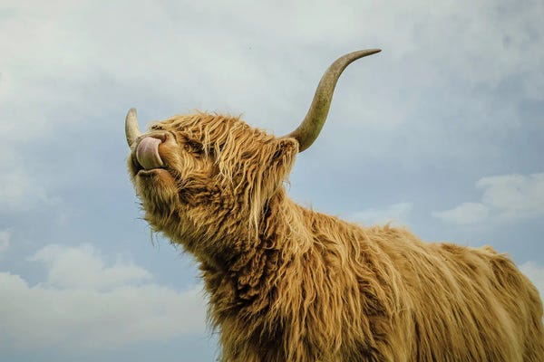 Photogenic Animals: Spring Air Two by Mark Gemmell