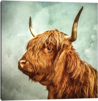 Contemplate Canvas Art Print - Highland Cow Art