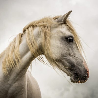 Wild Horse by Mark Gemmell canvas print