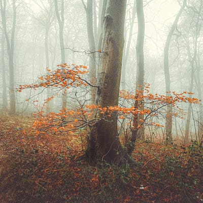 Autumn Mist by Mark Gemmell canvas print