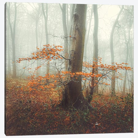 Autumn Mist Canvas Print #MGM42} by Mark Gemmell Canvas Artwork