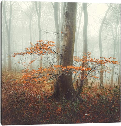 Autumn Mist Canvas Art Print - Atmospheric Photography