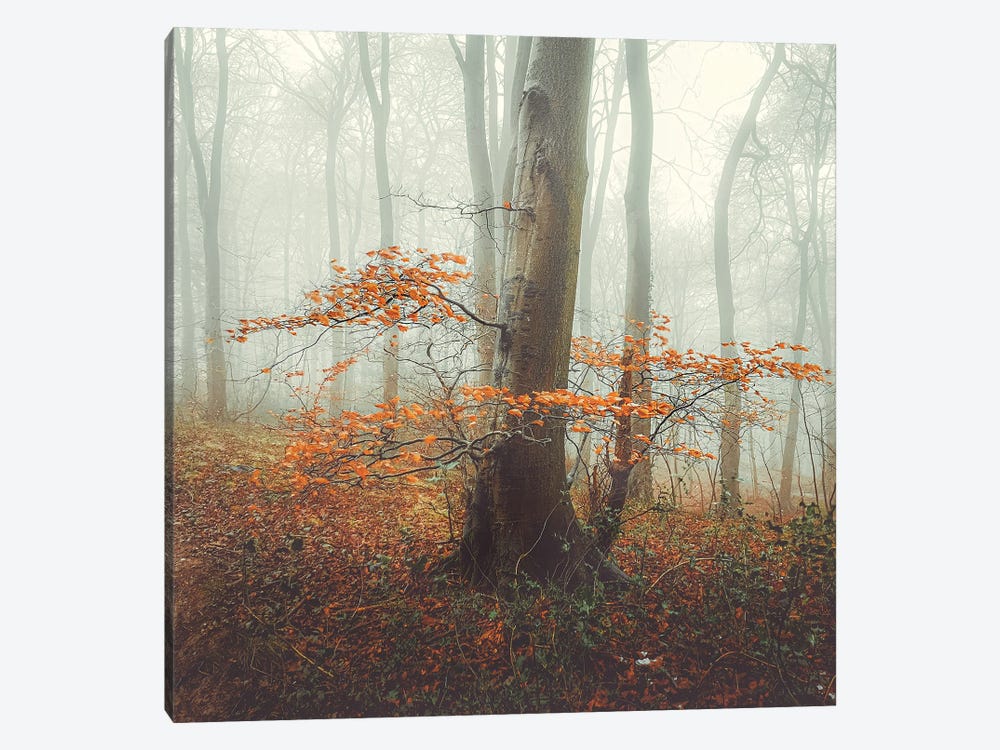 Autumn Mist by Mark Gemmell 1-piece Canvas Wall Art