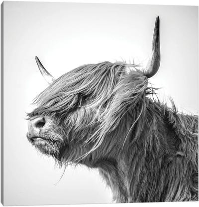 Katie Canvas Art Print - Highland Cow Art