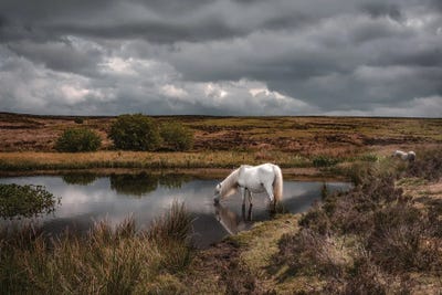 Thirsty by Mark Gemmell acrylic art print
