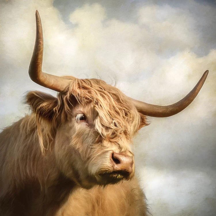 Cow by Mark Gemmell wall art