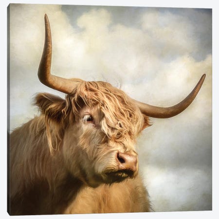 Cow Canvas Print #MGM4} by Mark Gemmell Art Print