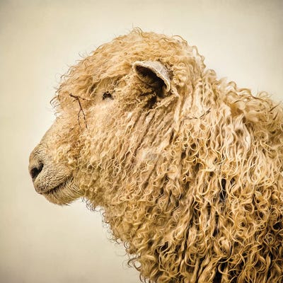 Curly I by Mark Gemmell gallery poster