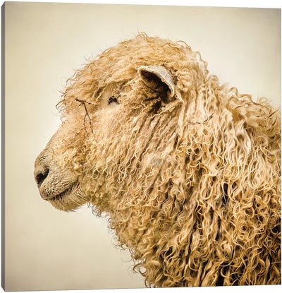 Curly I Canvas Art Print - Sheep Art