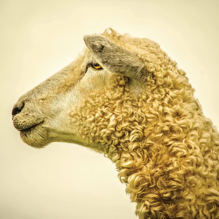 Curly II by Mark Gemmell canvas print