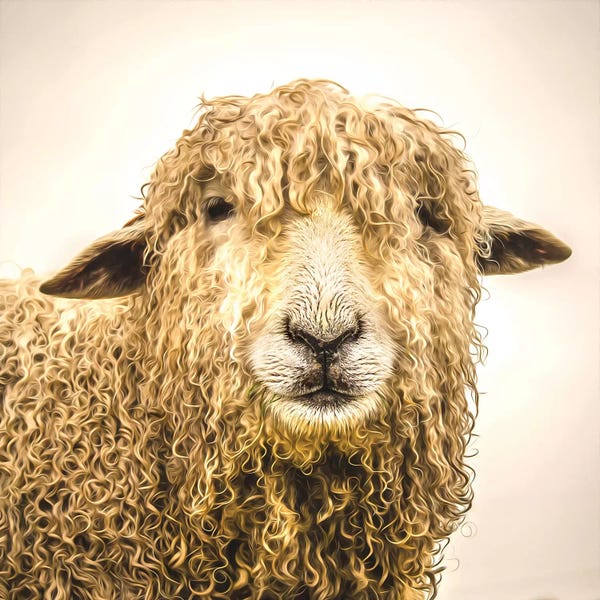 Sheep: Damp Days by Mark Gemmell