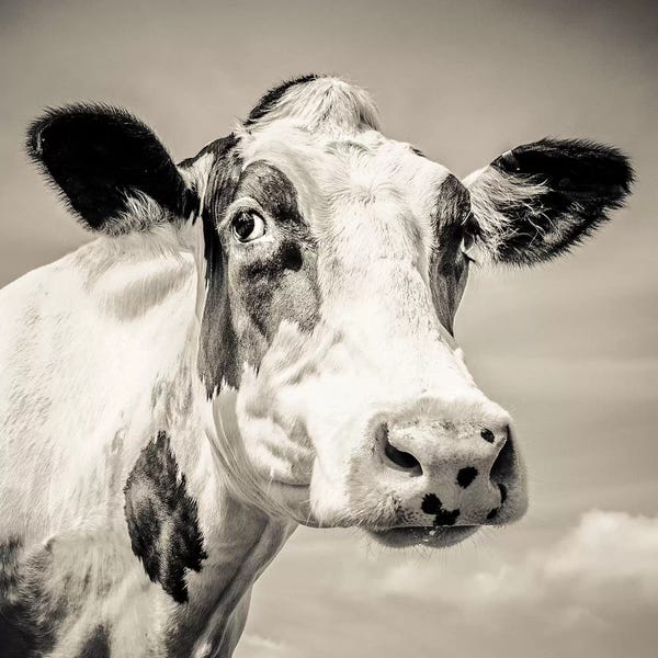 Sepia Photography: Fresian I by Mark Gemmell