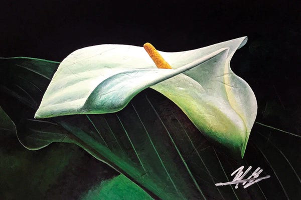 Calla Lilies: Lily by Michael Goldzweig