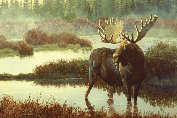 Moose by Jan Martin Mcguire wall art