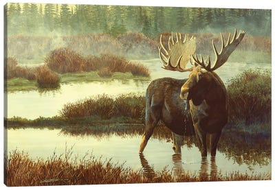 Moose Canvas Art Print