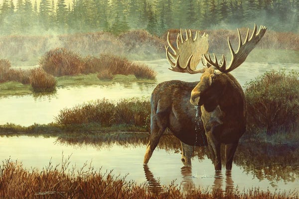 Deer: Moose by Jan Martin Mcguire