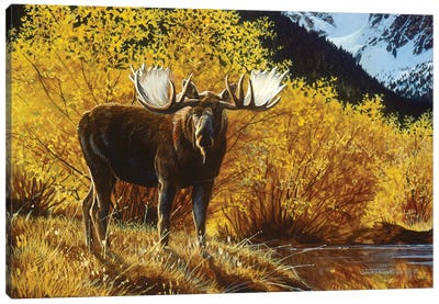 Moose IV Canvas Art Print