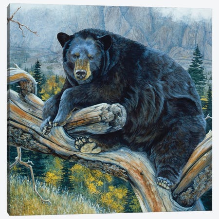 Black Bear XXIII Canvas Print #MGU1} by Jan Martin Mcguire Art Print