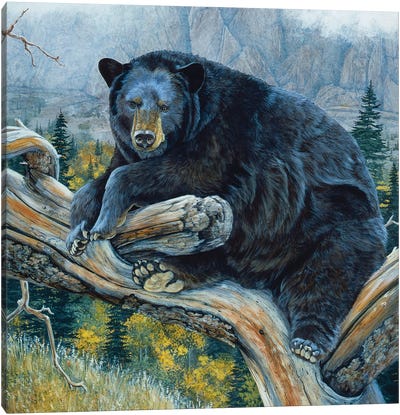Black Bear XXIII Canvas Art Print