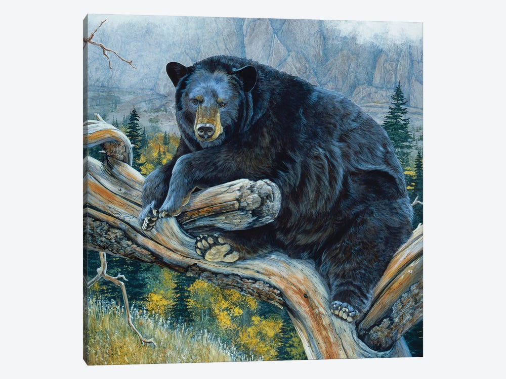 Black Bear XXIII by Jan Martin Mcguire 1-piece Canvas Art Print