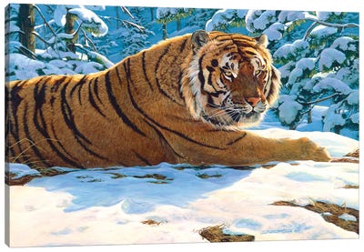 Tiger Snow Canvas Art Print