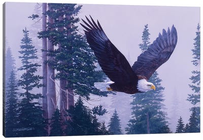 Eagle III Canvas Art Print