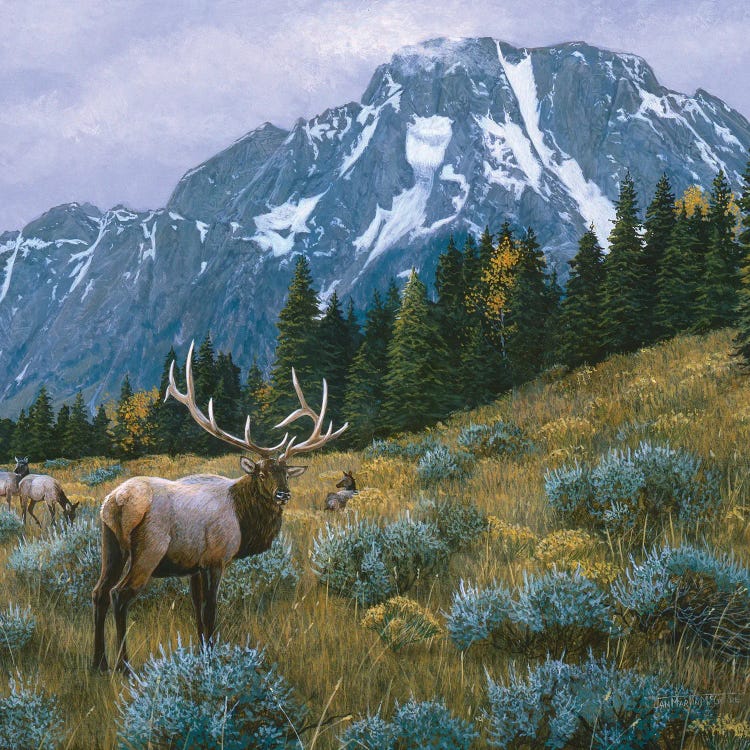 Elk XIV