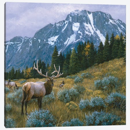 Elk XIV Canvas Print #MGU6} by Jan Martin Mcguire Canvas Art